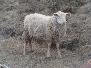 ovce-maruska.jpg